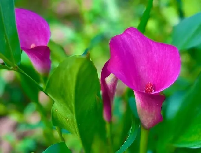 Sage, 2+1. Maslenica, Zadar Масленица